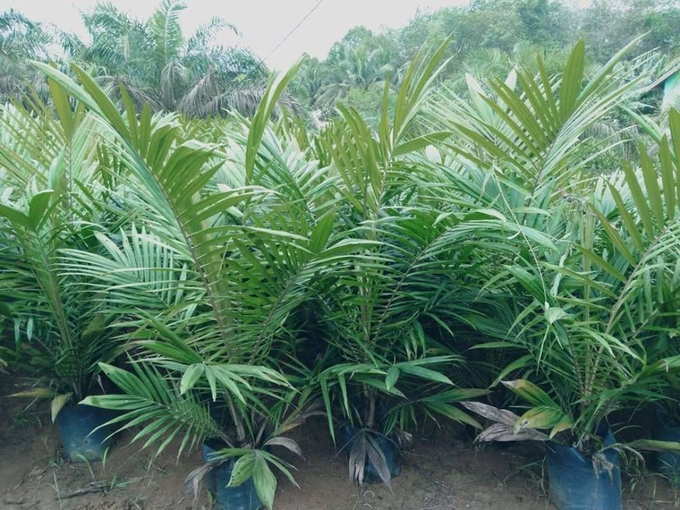  bibit sawit
